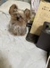 犬の里親 募集 小さなヨーキ 35168