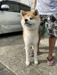 犬の里親 募集 秋田犬 35175