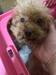 犬の里親 募集 プードル5歳になる女の子たち 35286