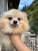 犬の里親 募集 ポメラニアンの女の子 35287