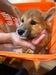 犬の里親 募集 柴犬 35353