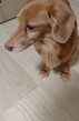 犬の里親 募集 ミニチュアダックス 35358