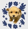 犬の里親 募集 ポメプー 35439