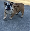 犬の里親 募集 ブルドッグの女の子 35474