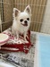 犬の里親 募集 チワワの女の子 35484
