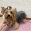 犬の里親 募集 5歳のヨーキーの男の子!去勢済み 35500