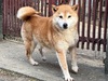 犬の里親 募集 おとなしい柴犬 35503