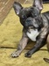 犬の里親 募集 フレンチブルドッグ1歳6カ月 35560