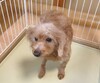 犬の里親 募集 プードル 女の子 35589