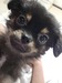 犬の里親 募集 チワポメー女の子!仔犬 35649