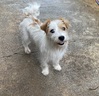 犬の里親 募集 ジャックラッセルテリアの女の子 35739