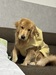 犬の里親 募集 ゴールデンレトリバー 35767