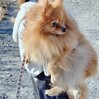 犬の里親 募集 ポメラニアン女の子3歳 35819