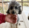 犬の里親 募集 トイプードルなど無償で 35822