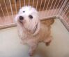 犬の里親 募集 MIXマルプーの女の子(急募) 35855