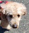 犬の里親 募集 急募 トイプードル 35897