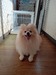 犬の里親 募集 ポメラニアンの男の子 35923