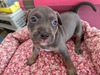 アメリカン・スタッフォードシャー・テリア 子犬 探す ブルー系ピット 5353