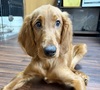 アイリッシュ・セッター 子犬 探す 6/10産まれ アイリッ... 781