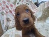アイリッシュ・セッター 子犬 探す ありがとうございまし... 783