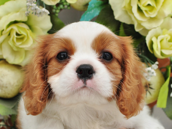 綺麗ながらで可愛いお顔です No 25 キャバリア キング チャールズ スパニエル 子犬販売 犬の出産情報 Dogoo Com