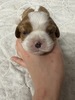 キャバリア・キング・チャールズ・スパニエル 子犬 探す デコピンみたい?キャ... 2733