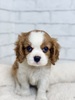 キャバリア・キング・チャールズ・スパニエル 子犬 探す ブレンハイムのイケメ... 2734