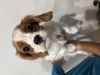 キャバリア・キング・チャールズ・スパニエル 子犬 探す イケメンboy☆ 2735