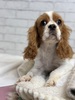 キャバリア・キング・チャールズ・スパニエル 子犬 探す ブレンハイム7661 2736