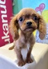 キャバリア・キング・チャールズ・スパニエル 子犬 探す ルビー&ホワイト男の... 2738