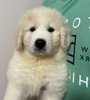 グレートピレニーズ 子犬 探す 骨格がっちり。可愛い... 1321
