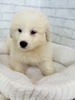 グレートピレニーズ 子犬 探す ふわふわホワイト王子... 1324