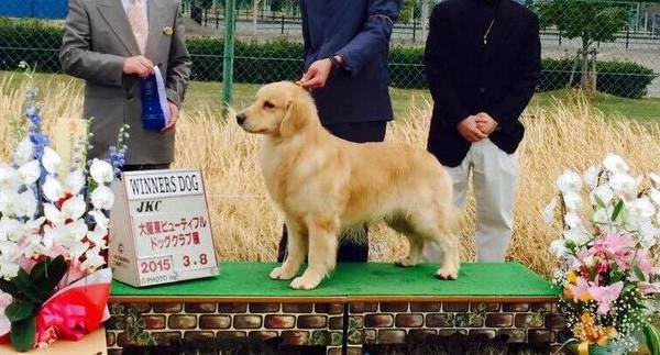 大きな良血統のゴールデンパピー達です No 4296 ゴールデン レトリーバー 犬の出産情報 子犬販売 Dogoo Com