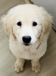 ゴールデン・レトリーバー 子犬 探す ホワイトゴールデン 5297