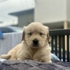 ゴールデン・レトリーバー 子犬 探す むっちむちの女の子♪ 5306