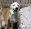 ゴールデン・レトリーバー 子犬 探す ありがとうございまし... 5311