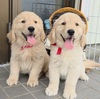 ゴールデン・レトリーバー 子犬 探す ◆可愛いく丸々なゴー... 5313