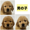 ゴールデン・レトリーバー 子犬 探す 男の子3頭★6/25まで... 5317