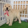 ゴールデン・レトリーバー 子犬 探す ◆可愛いく丸々なゴー... 5321