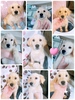 ゴールデン・レトリーバー 子犬 探す 美人ちゃまϰ... 5323