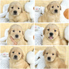 ゴールデン・レトリーバー 子犬 探す 6姉妹 5327