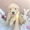 ゴールデン・レトリーバー 子犬 探す 男の子6、女の子1 5328