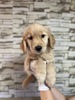 ゴールデン・レトリーバー 子犬 探す ゴールデン三姉妹6768 5342