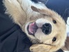 ゴールデン・レトリーバー 子犬 探す ゴールデンレトリバー... 5346