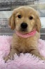 ゴールデン・レトリーバー 子犬 探す とっても可愛いゴール... 5347