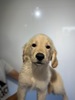 ゴールデン・レトリーバー 子犬 探す 4394 5348