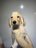 ゴールデン・レトリーバー 子犬 探す 5855 5349