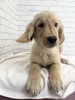 ゴールデン・レトリーバー 子犬 探す 4973 5350