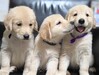 ゴールデン・レトリーバー 子犬 探す ◆可愛いく丸々なゴー... 5355