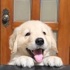 ゴールデン・レトリーバー 子犬 探す ◆可愛いく丸々なゴー... 5356